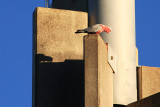 Galah