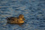 A bath duck