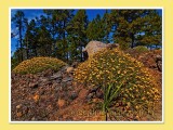 Flora on Teide (2)