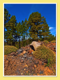 Flora on Teide (3)