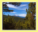 Teide through the trees