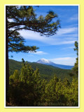 Teide through the trees (2)