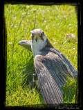 Lanner falcoln on a kill