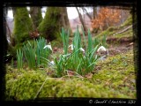 Early snowdrops