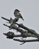 Olive-sided Flycatcher