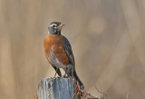 American Robin