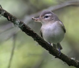 Warbling Vireo