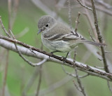 Gray Flycatcher