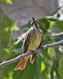Sulphur-bellied Flycatcher