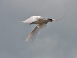 Red-tailed Tropicbird