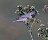 Lucys Warbler