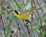 Salt Marsh Common Yellowthroat