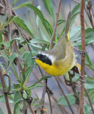 Salt Marsh Common Yellowthroat