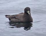 White-chinned Petrel