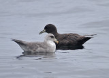 White-chinned Petrel and Northern Fulmar