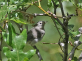 Virginias Warbler