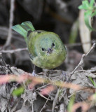 Painted Bunting