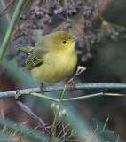 Yellow Warbler (Northern)