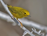 Yellow Warbler (Northern)