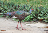 Ocellated Turkey