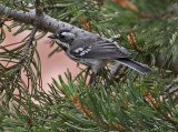 Black-throated Gray Warbler