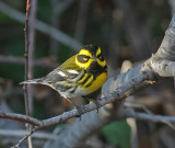 Townsends Warbler