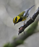 Townsends Warbler