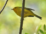 Wilsons Warbler