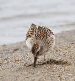 Least Sandpiper