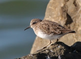 Least Sandpiper