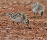 Pectoral Sandpiper