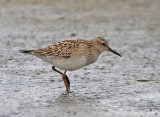 Pectoral Sandpiper