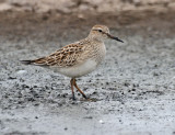 Pectoral Sandpiper