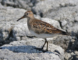 Pectoral Sandpiper