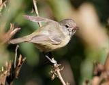 Bells Vireo