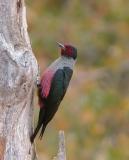 Lewiss Woodpecker