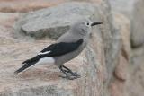 Clarks Nutcracker