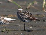 American Golden-Plover