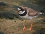 Semipalmated Plover