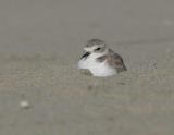 Snowy Plover