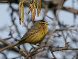 Palm Warbler