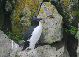 Thick-billed Murre