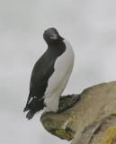 Thick-billed Murre