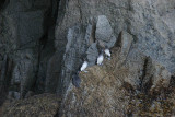 Parakeet Auklet