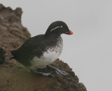 Parakeet Auklet