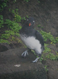 Parakeet Auklet