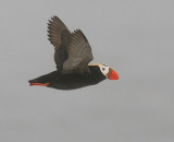 Tufted Puffin