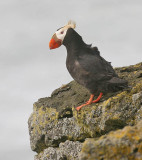 Tufted Puffin