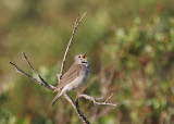 Gray-cheeked Thrush