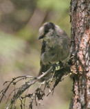 Canada Jay